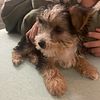 Unique yorkie puppies for sale