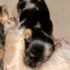 Beautiful Blue Merle Yorkie Female - SOLD