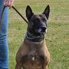 Malinois puppies for sale