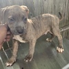 2 month Brindle pit for sale