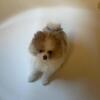 AKC Pomeranian Boys
