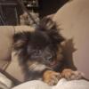 Female Pomeranian - 5 months old