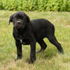 AKC Cane Corso puppies in Indiana litter of 10