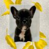 French Bulldog Black Brindle Male