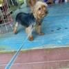 1 year old small female Yorkie