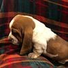 2 males and 1 female  basset hound puppies parents are both akc registered the puppies can be registered