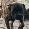 Cane Corso brindle Male