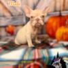 Akc Registered Frenchie puppies looking for homes