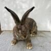 Continental Giant and Flemish Giant rabbit mix, male, Sandy color.