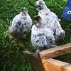 Bantam Cochin bantam silkies and show girls hatching eggs and young chicks