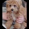 5 month cockapoo mix female red black male