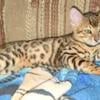 Male Bengal Kittens for Sale