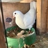 White homing pigeons