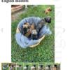 Akc reg English mastiff pups