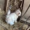 Kittens, grey with blue eyes and orange