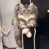 Pure Maine Coon Female 