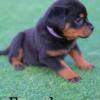 Female pure bred Rottweiler !