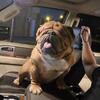 Standard English Bulldog