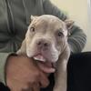 Male American Bully