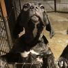 Only 2 Cane Corso Girls Remaining – January 24 Litter