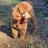 Red male toy poodle for stud services