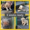 Puppies great pedigree 10weeks old raleigh nc