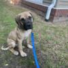 Male Presa Canario Puppy for sale