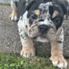 English Bulldog puppies for sale (AKC)