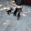 For adoption AKC German Shepherd puppies