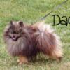 Tiny Male Pom Pure Breed looking for a new home!