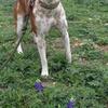 Rehome Zeus