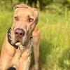 Great Dane Stud!