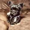 Yorkipoo female black and white