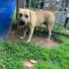 FREE MALE PRESA CANARIO to good home - ATL, GA