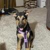Purebred German Shepherd