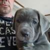 Cane corso male full blood ready for forever home