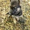 German Shepherd Female pup #2