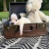 Chihuahua puppies 