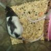 FOR SALE FOUR FEMALE AND TWO MALE CHOCOLATE/WHITE RAT COLONY $36