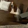 Meet Hattie! AKC Basset Hound