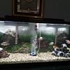 American and African cichlids for sale