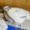 Quail Hatching Eggs- Pearl DZ