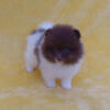 White with chocolate Pomeranian puppy male