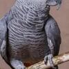 African Grey Congo