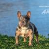 Blue and Tan French Bulldog in Heat