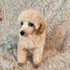 Toy Poodles in black,cream,light apricot.Hinckley Illinois