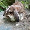 Holland Lop Bunnies ready to get new homes