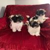 Teddy bear puppies for sale 