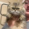 Persian female 980-616-0124