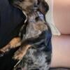 Dapple Mini Dachshund Intact Male